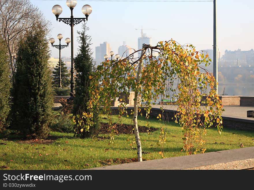 Small birch tree in a city park