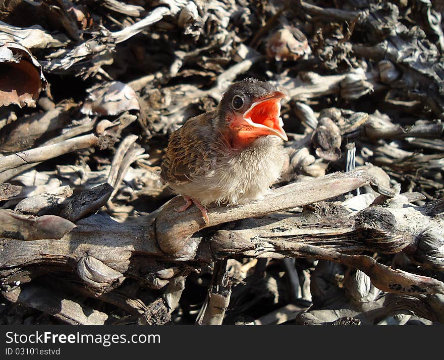 Hungry baby robin is out of nest