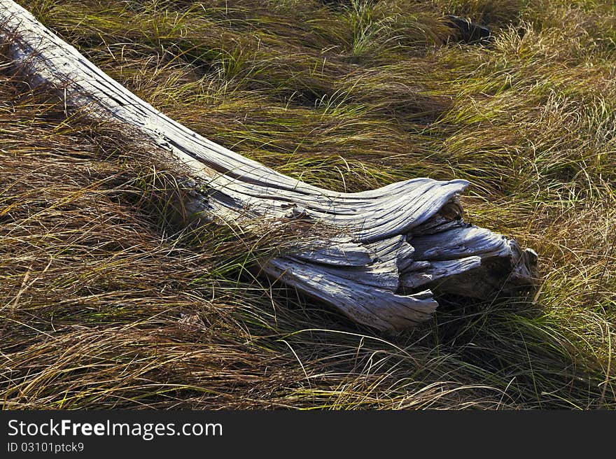 Dry log in the grass. Dry log in the grass.