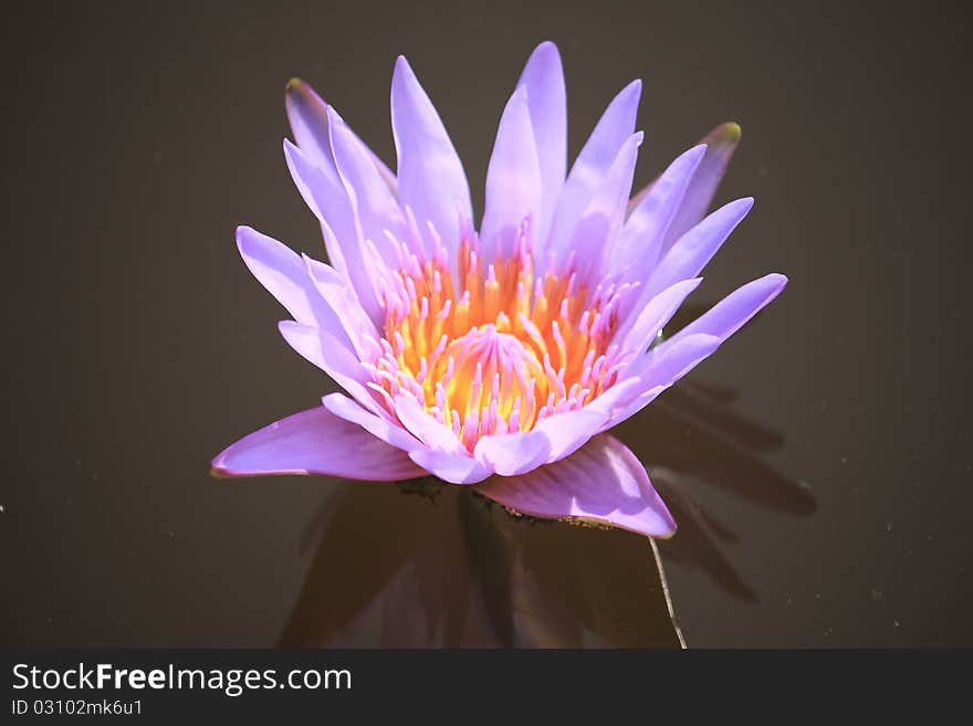 Lotus in pool in the garden