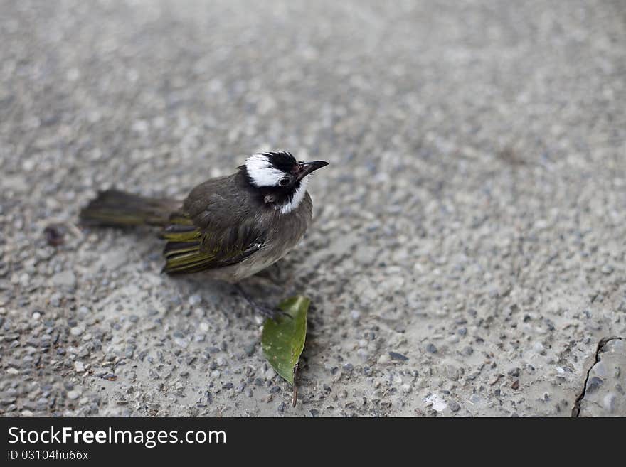 Beautiful Bird with a green leaf