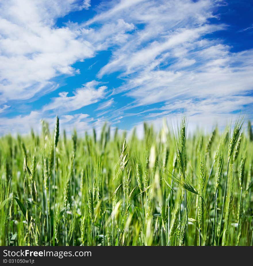 Green field and blue cloudy sky. Green field and blue cloudy sky