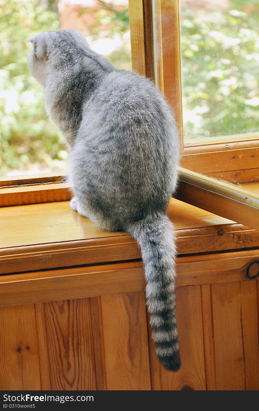 A scotch lop-eared cat sitting on a window-sill