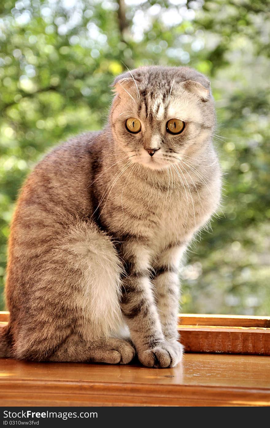 A scotch lop-eared cat sitting on a window-sill