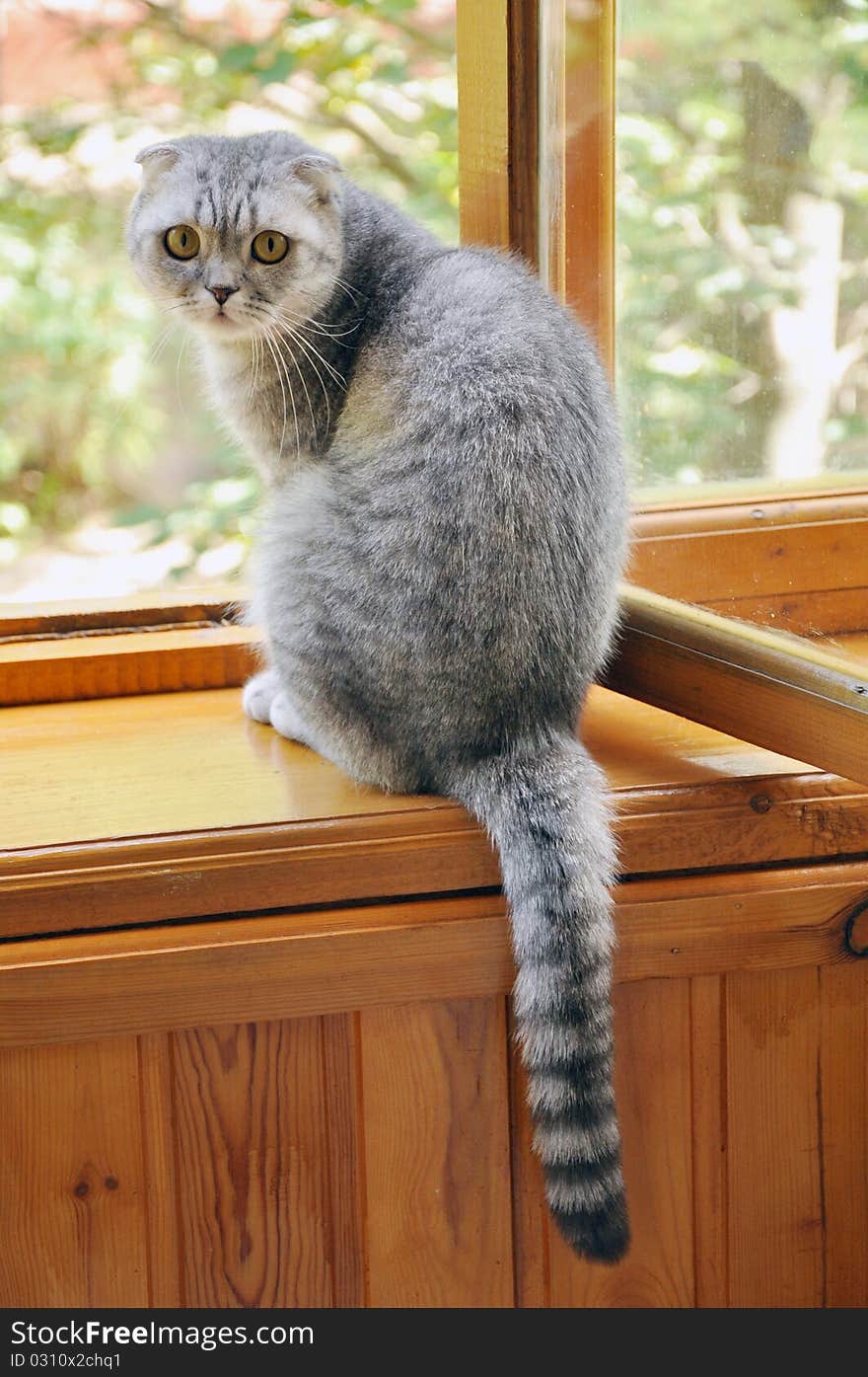 A scotch lop-eared cat sitting on a window-sill