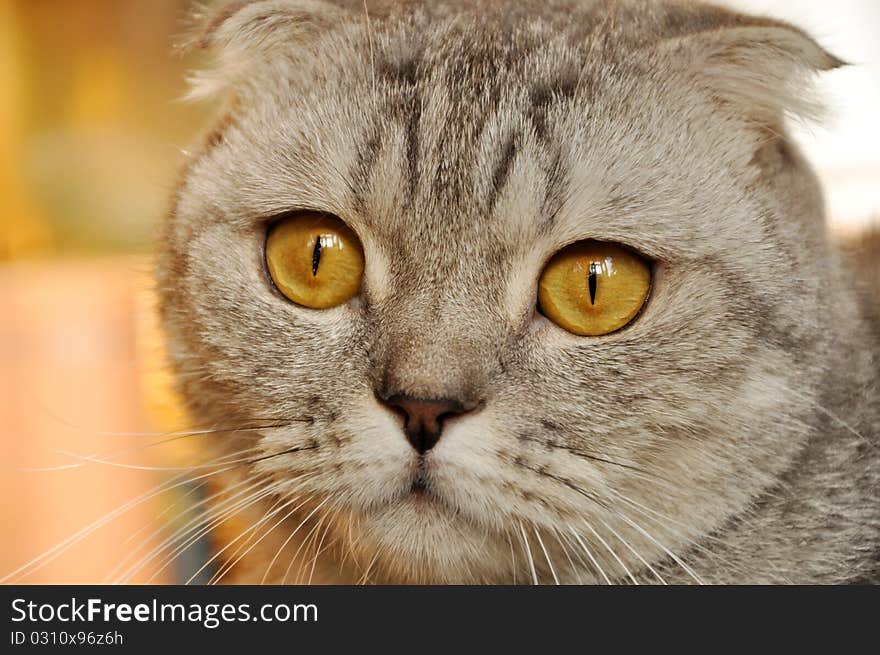 A scotch lop-eared cat sitting on a sofa