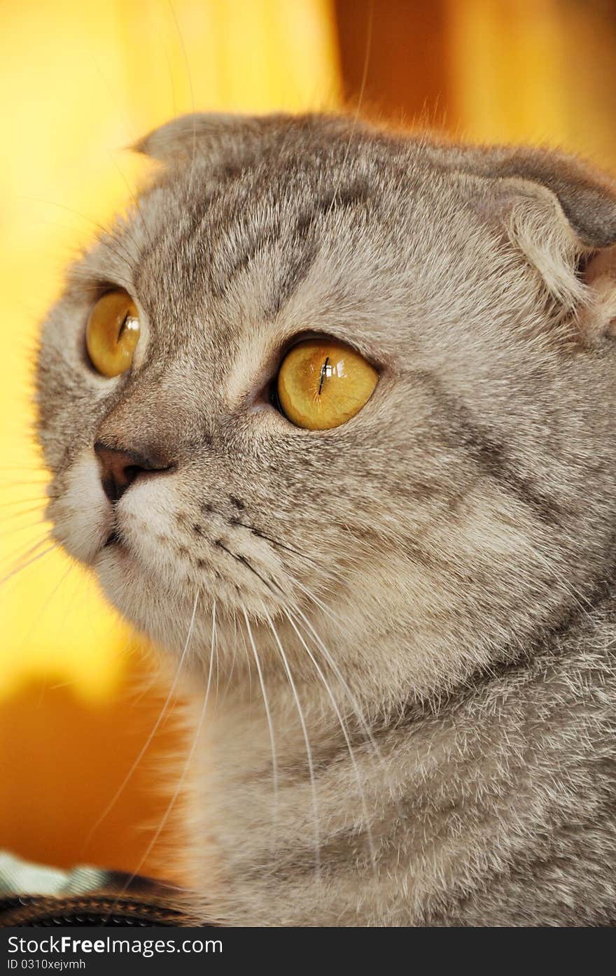 A scotch lop-eared cat sitting on a sofa