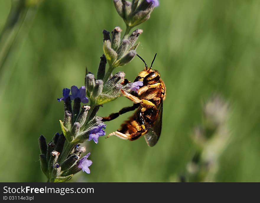 Wasp on a lavender flower