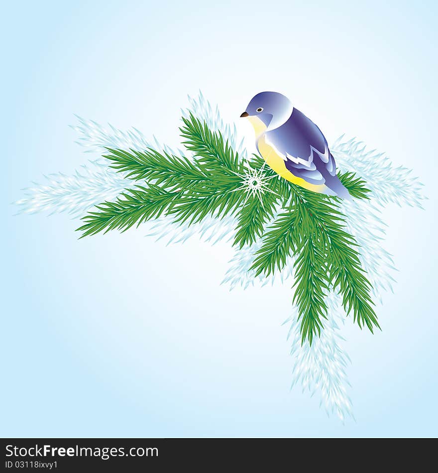 A bird on a branch of pine.