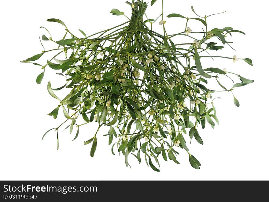 Mistletoe on white background