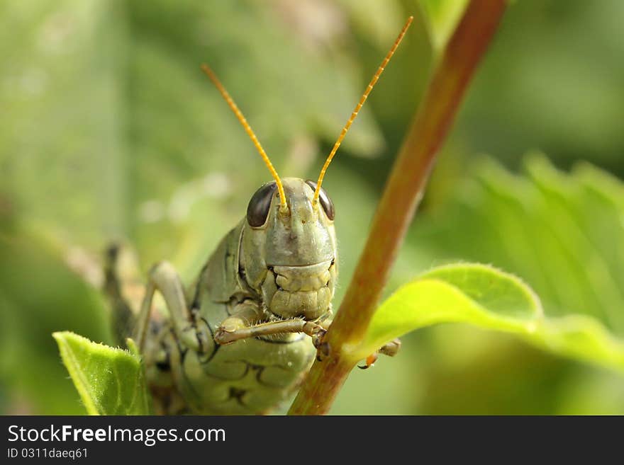 Differential Grasshopper