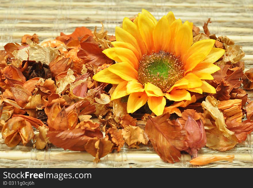 Sunflower still life