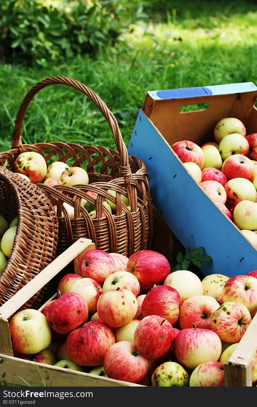 Apples in boxes and buskets.