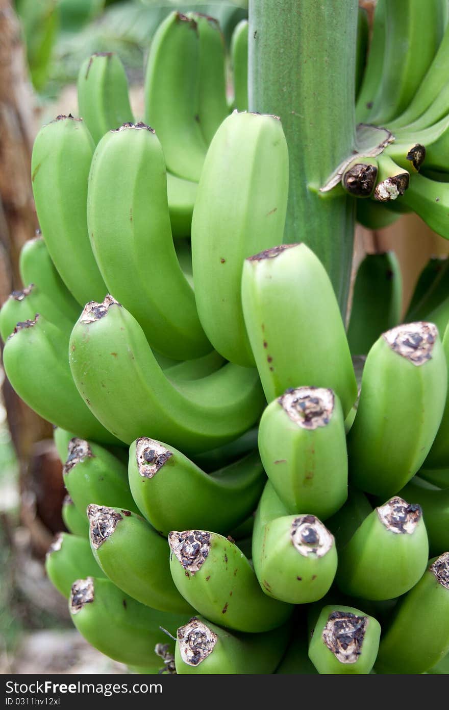 Photo of a bunch of green banana.