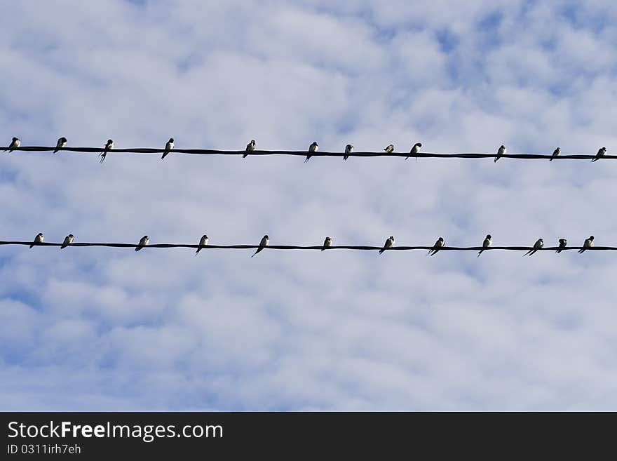 Groups of swallows sitting on wires. Groups of swallows sitting on wires.