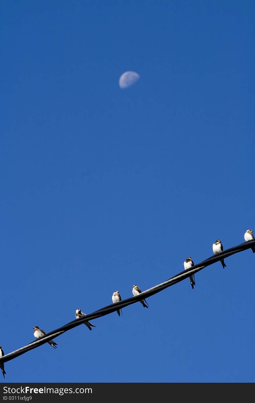 Group of swallows sitting on wires. Group of swallows sitting on wires.