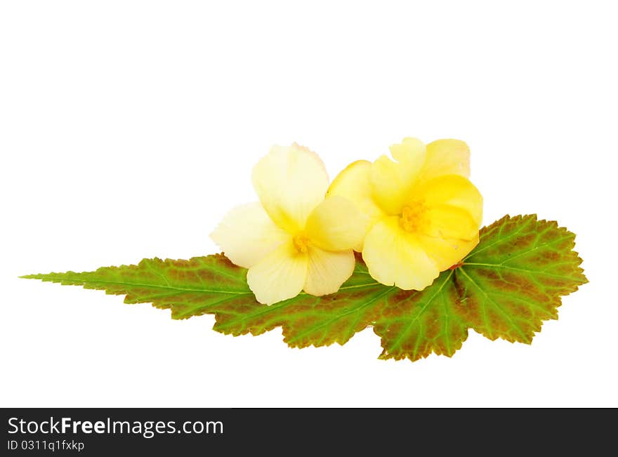 Two yellow begonia flowers on a variegated leaf. Two yellow begonia flowers on a variegated leaf