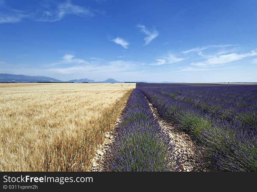 Lavender And Wheat Field