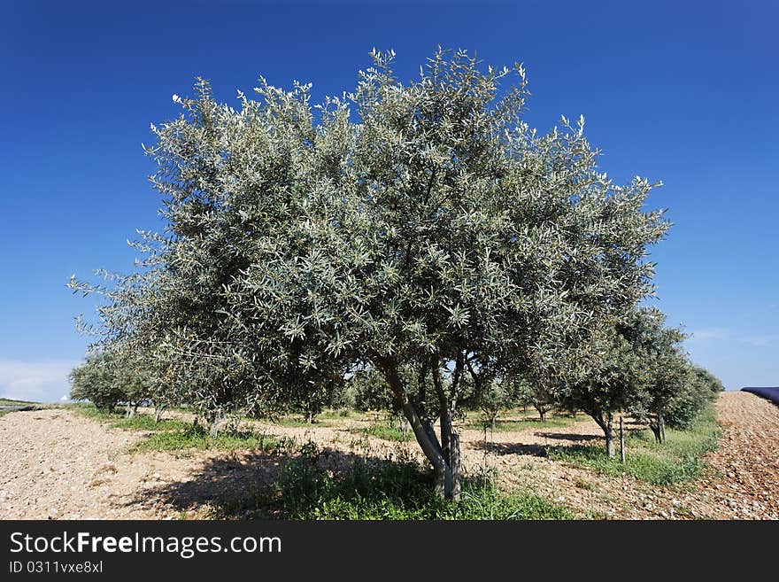 Olive Tree