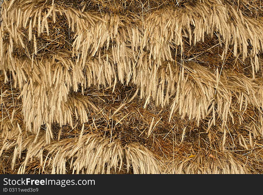 Texture of wheat