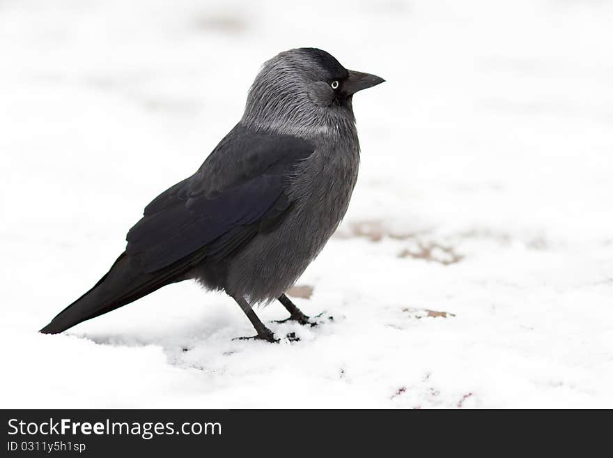 Young Jackdaw On A Snow