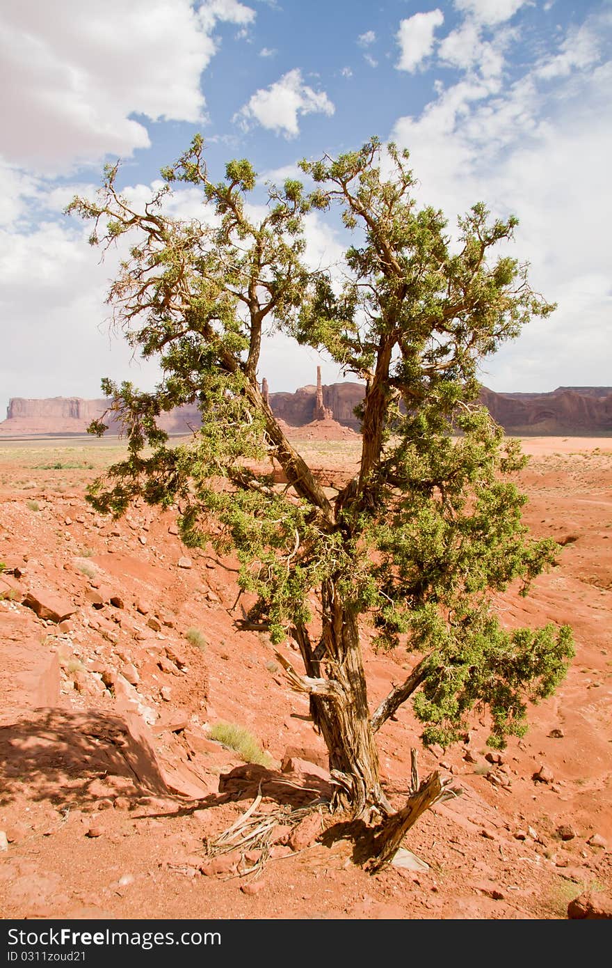 Totem pole in Monument valley, viewed through a tree