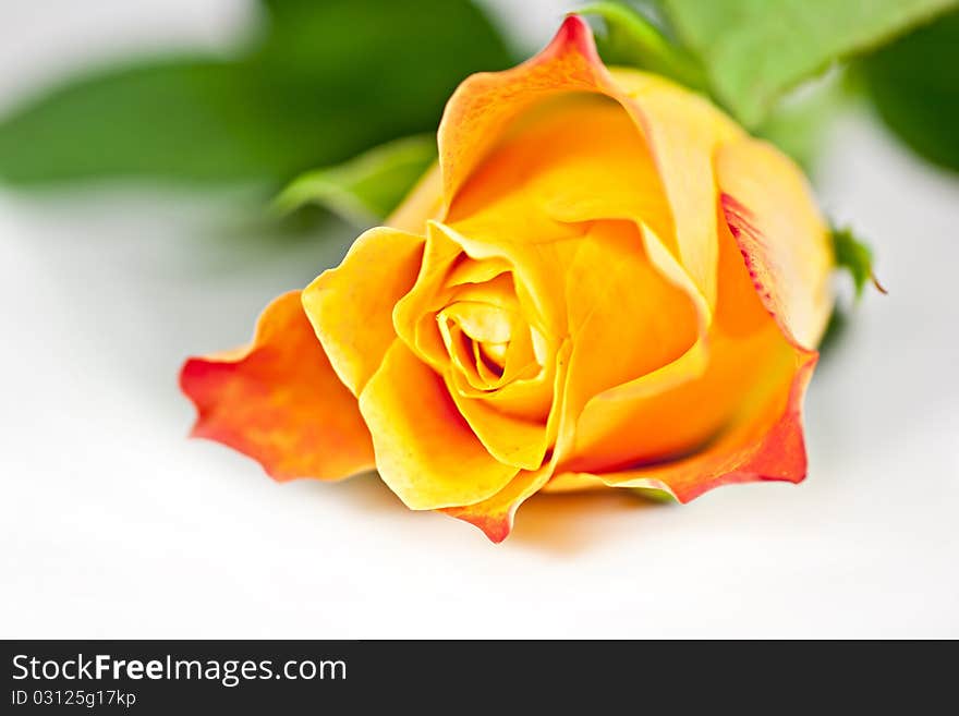 On a white background orange rose, macro photography. On a white background orange rose, macro photography.