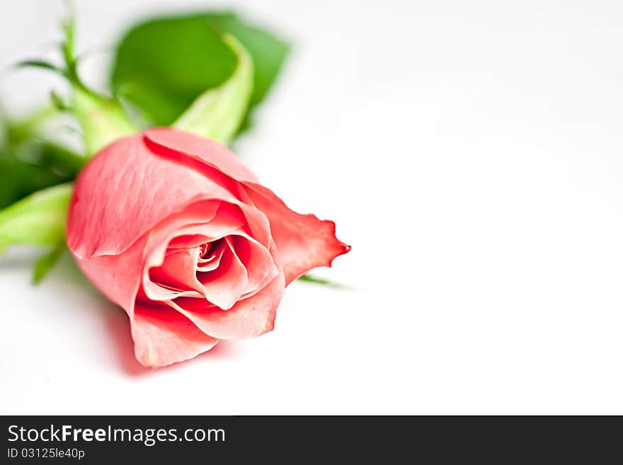 On a white background pink rose, macro photography. On a white background pink rose, macro photography.