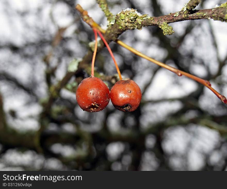 Two small winter apples called Chinese apples