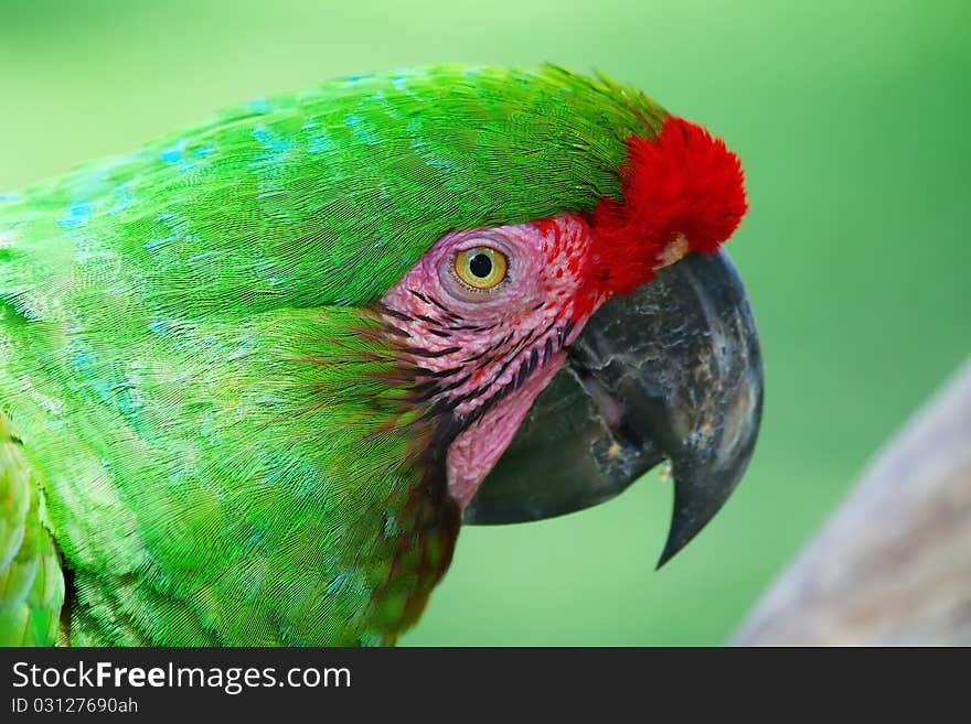 Green Parrot with red feathers (Military maccaw)