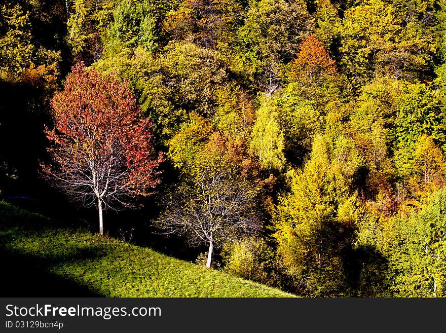 Autumn forest