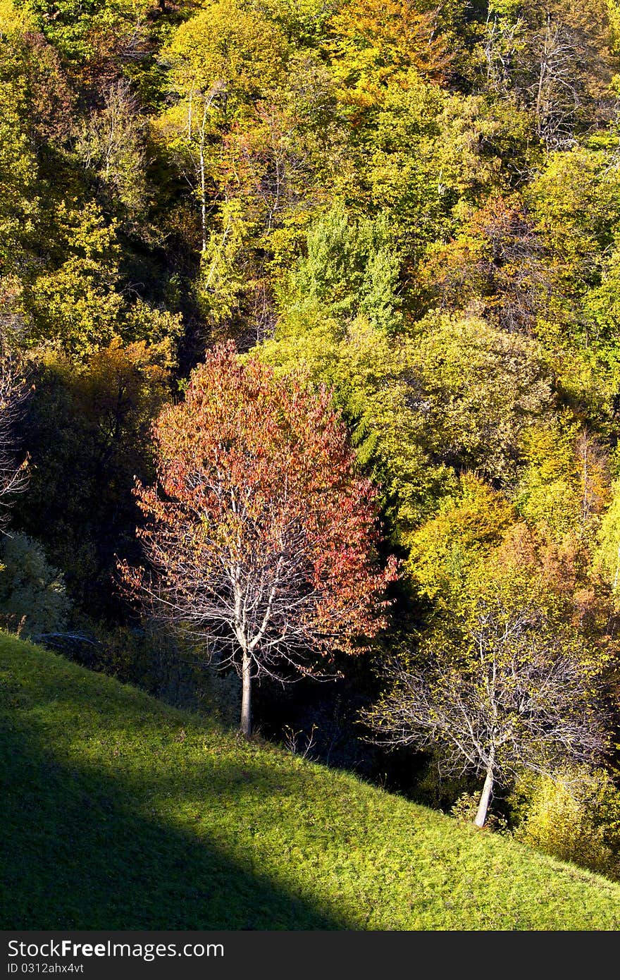 Autumn forest