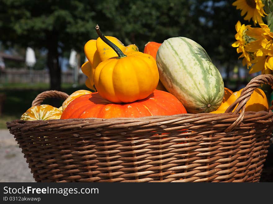 Colorful Pumpkins