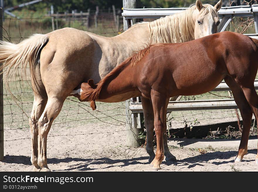 A momma horse nursing a baby weanling. A momma horse nursing a baby weanling