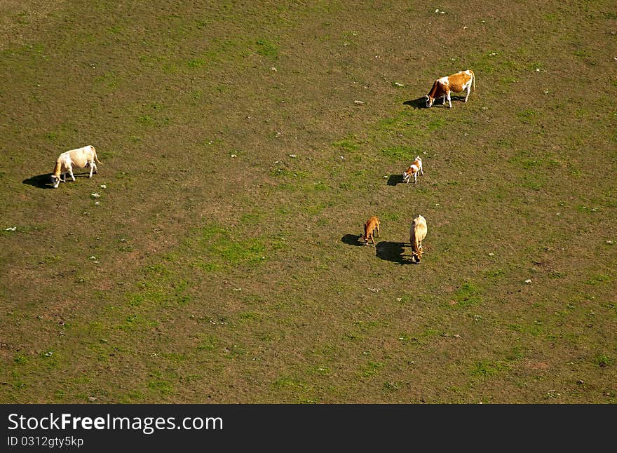 View from above on the cows eating on the field. View from above on the cows eating on the field.