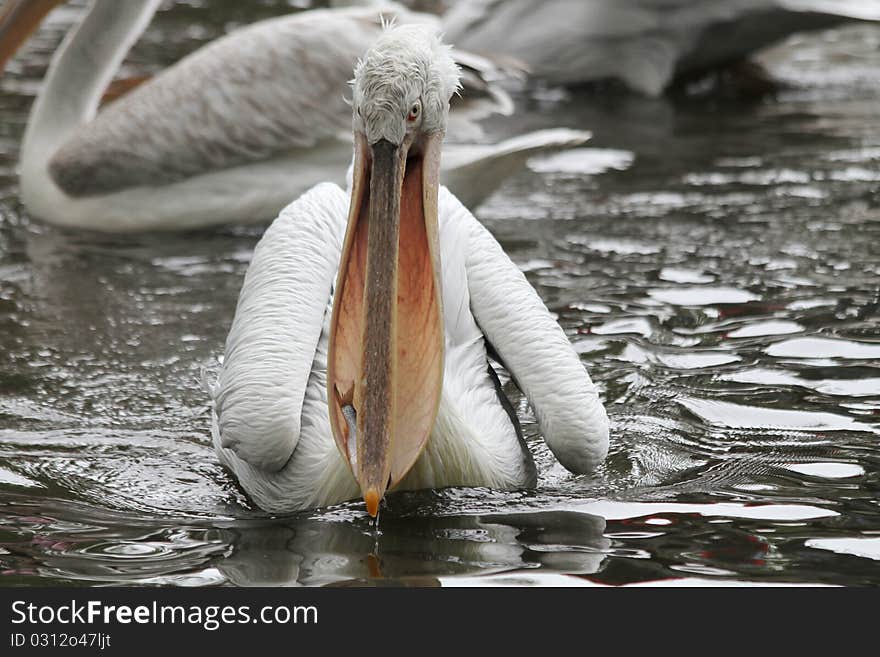 a pelican has caught a fish. a pelican has caught a fish