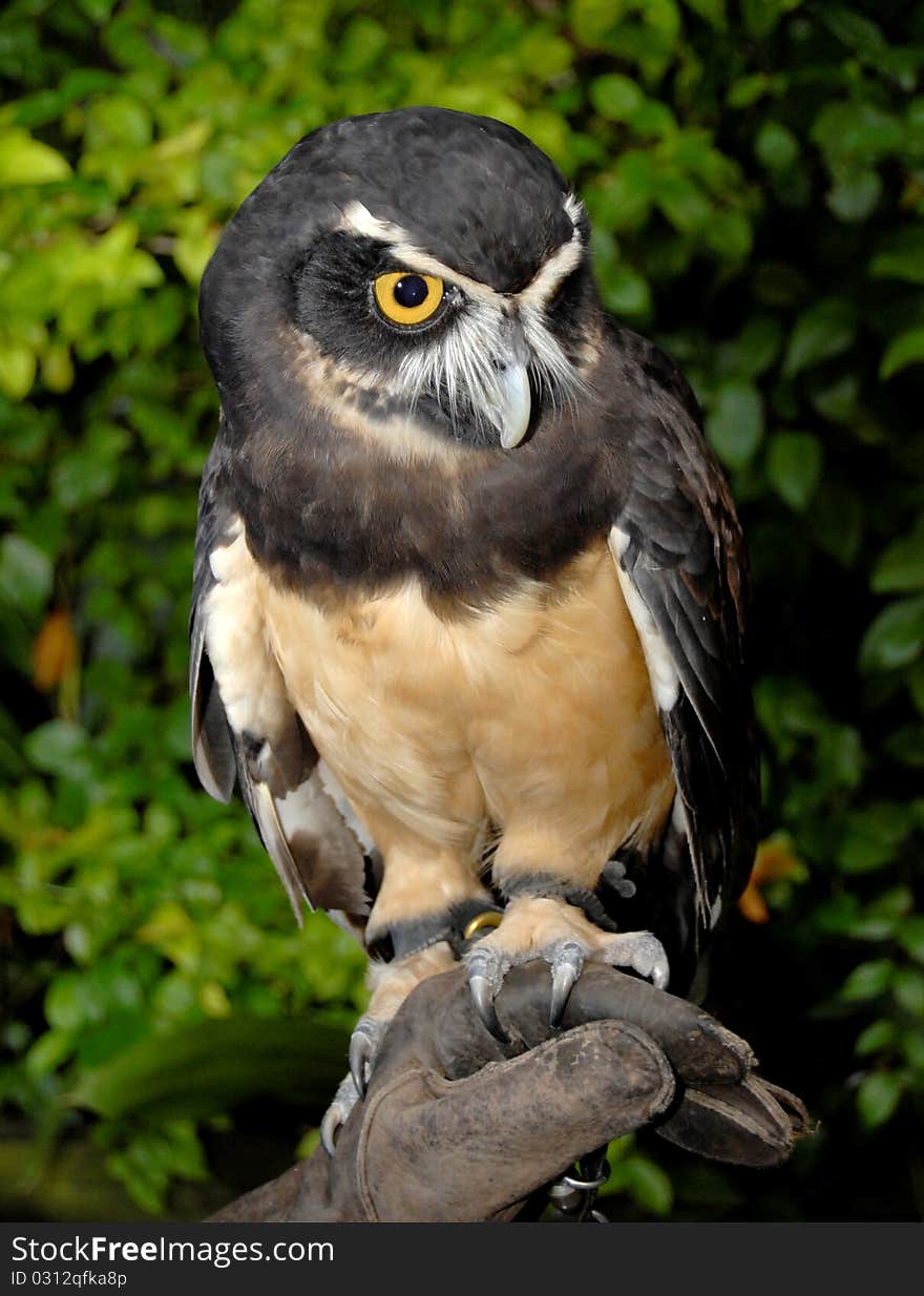 Owl on the hand of the trainer. Owl on the hand of the trainer