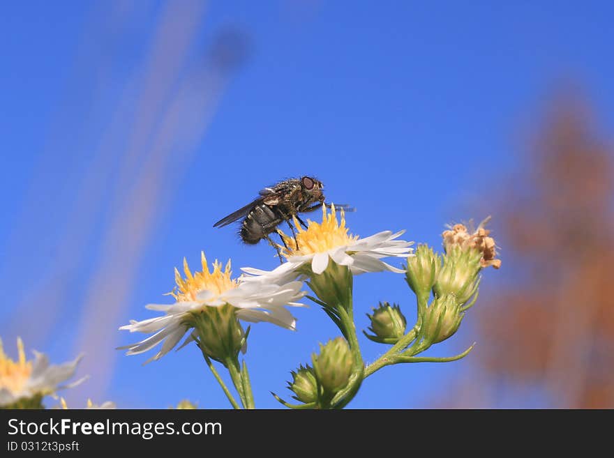 House Fly (Musca domestica)