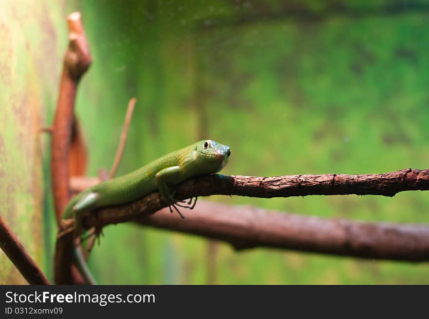 Lizard perched on a tre limb