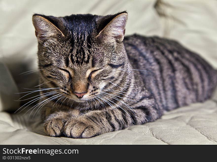 Beautiful European cat lying on a sofa