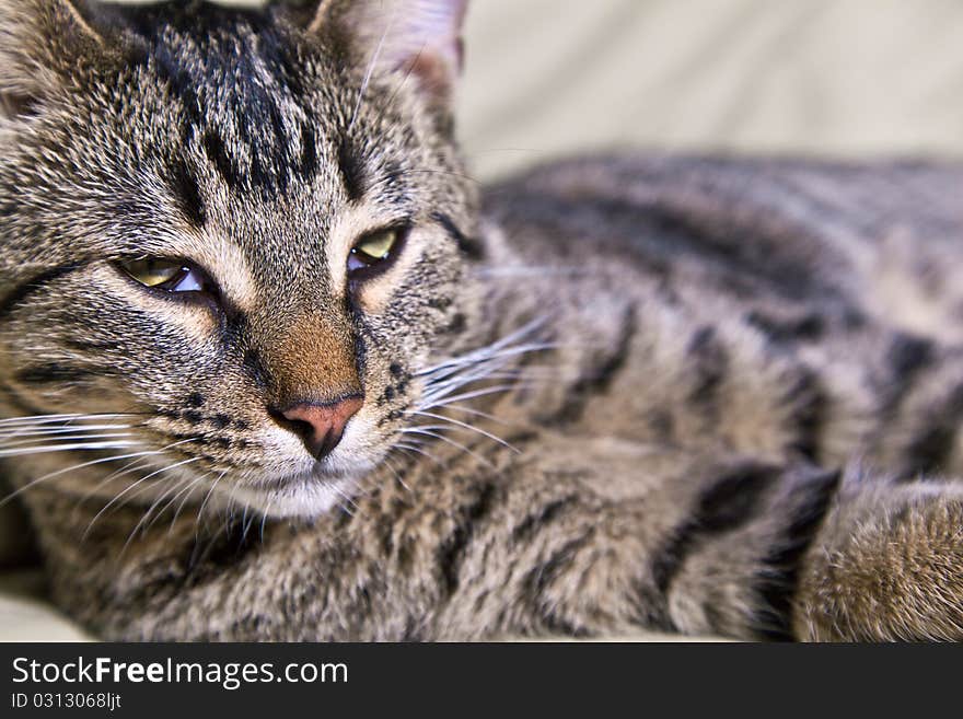 Beautiful European cat lying on a sofa