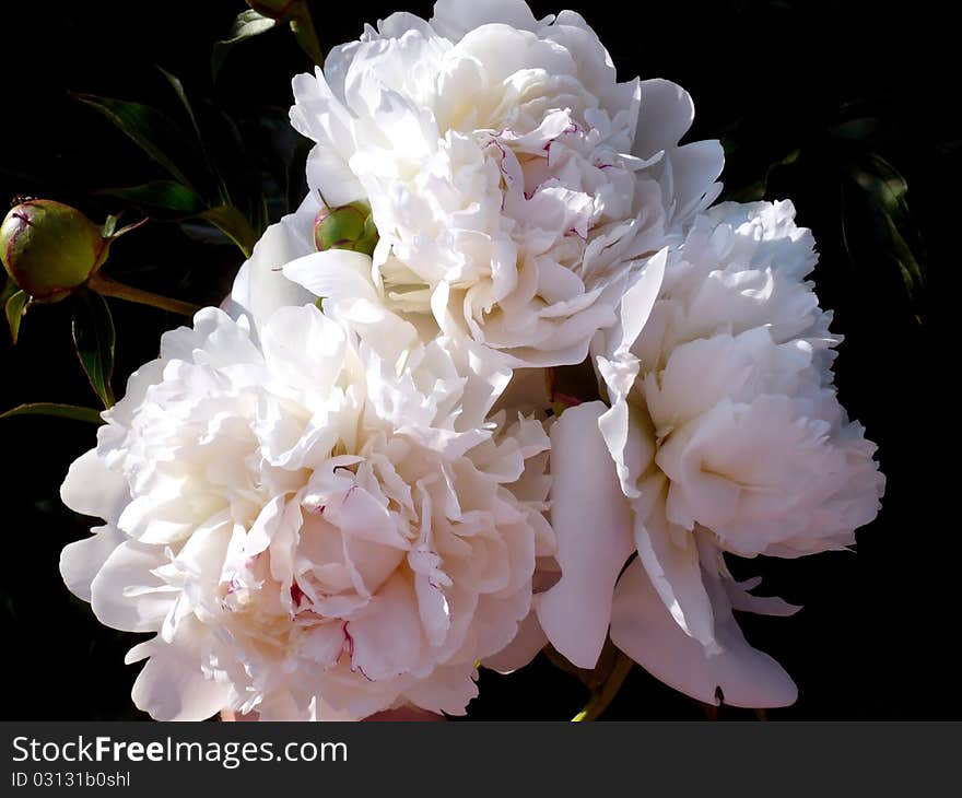 Bouquet of gentle white peonies