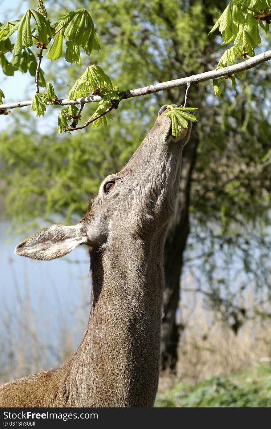 Deer that eat green leaves