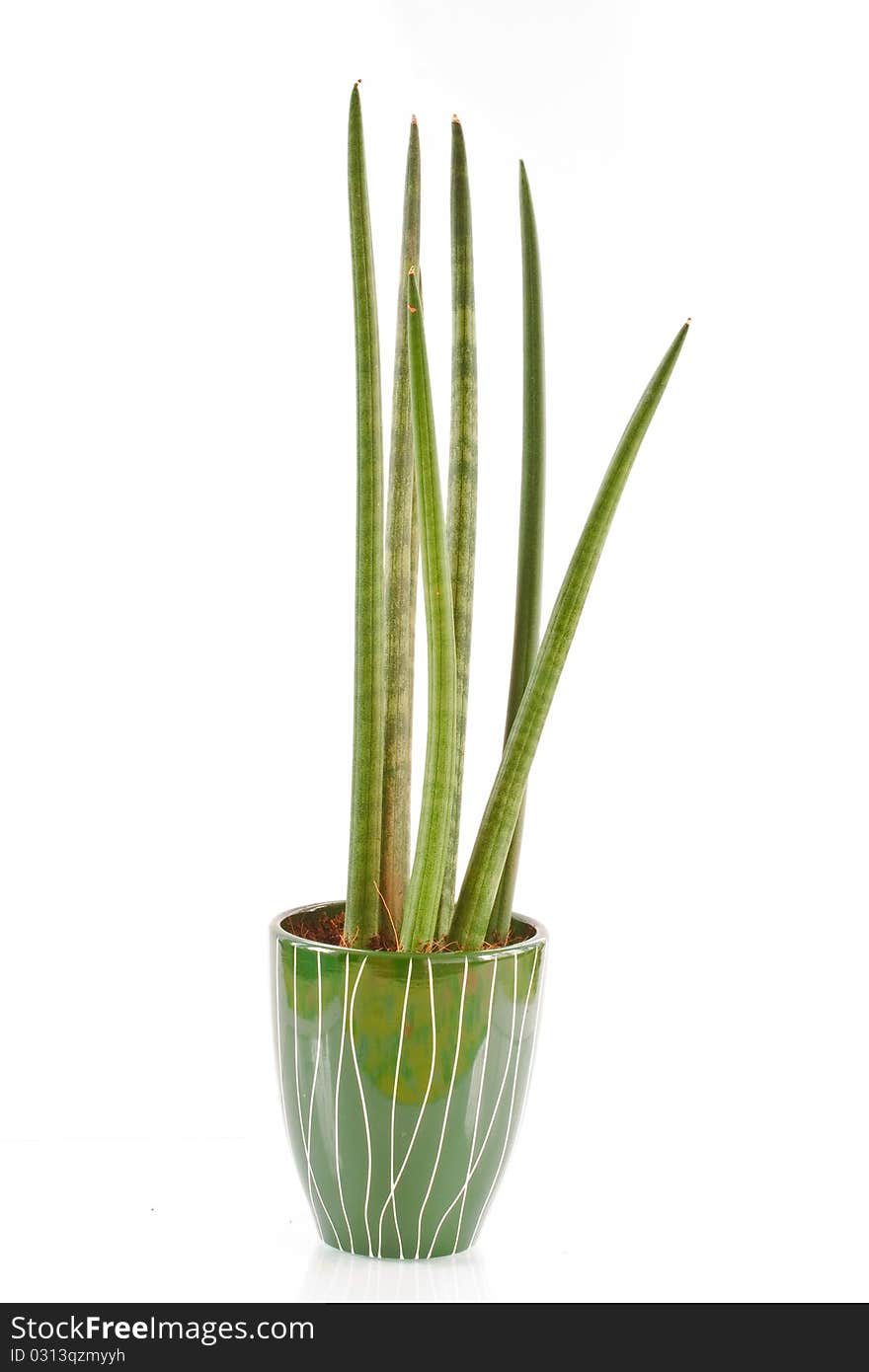 Sansevieria in a flowerpot isolated on a white background