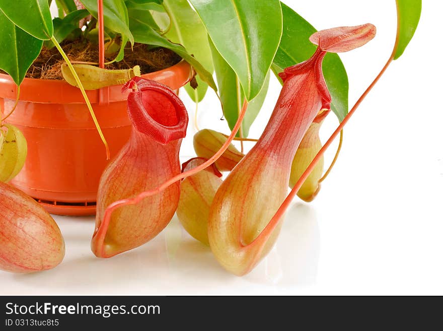 Nepenthes coccinea in a flowerpot isolated on a white background