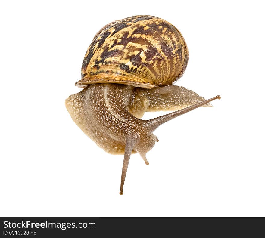 Clsoe up of Burgundy snail