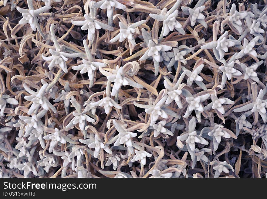 Detailed background of many small stalks covering the ground on highlands. Detailed background of many small stalks covering the ground on highlands