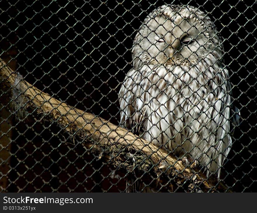 A snowy owl behind bars