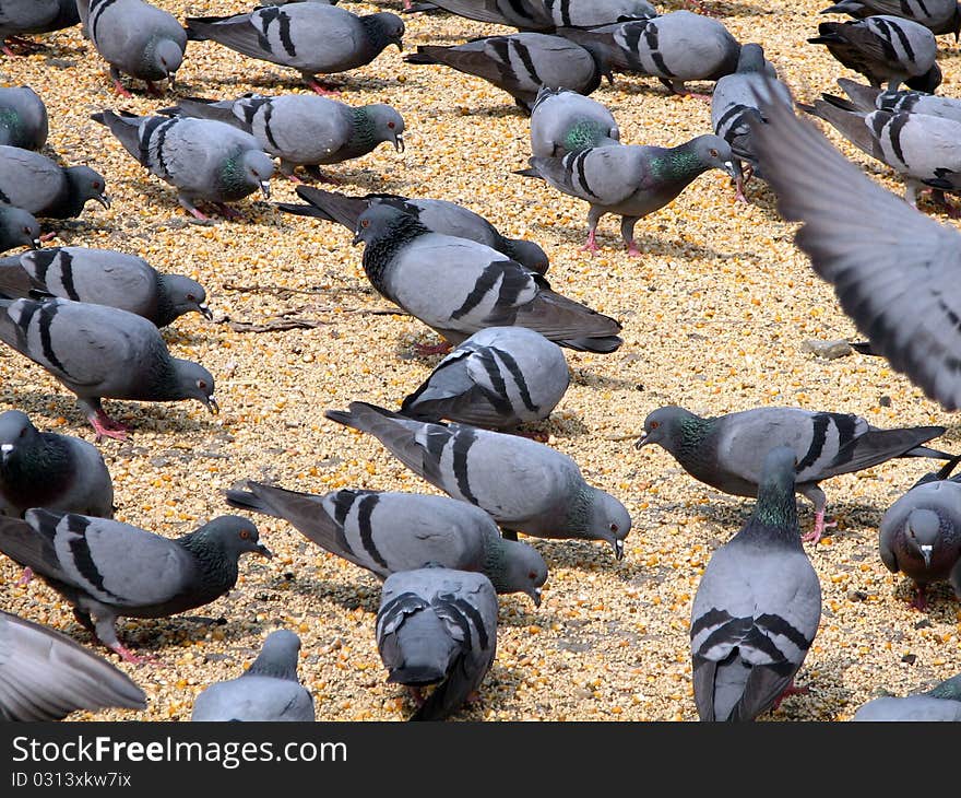 Grey pigeons feeding on grain and seeds. Grey pigeons feeding on grain and seeds