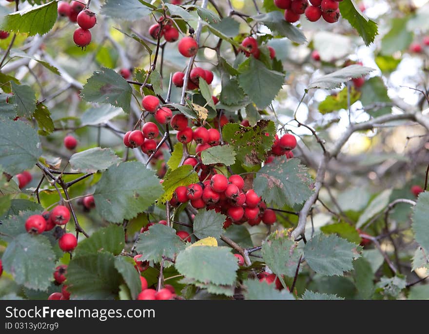 Red ash-berry closeup background